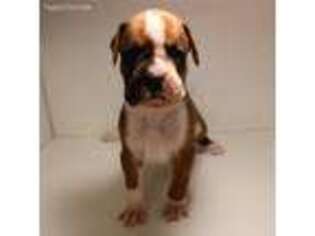 Boxer Puppy for sale in Eldon, MO, USA