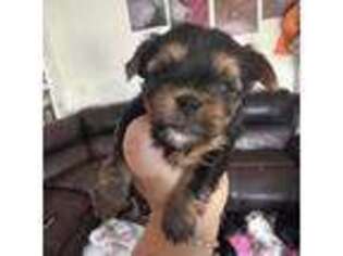 Yorkshire Terrier Puppy for sale in Portland, OR, USA