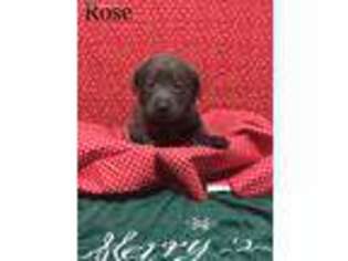 Labrador Retriever Puppy for sale in Wesson, MS, USA