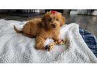 Labradoodle Puppy for sale in Nooksack, WA, USA