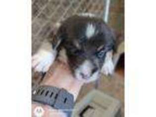 Pembroke Welsh Corgi Puppy for sale in Wingate, NC, USA