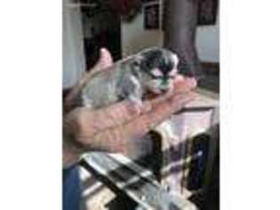 Mutt Puppy for sale in Oakland, NE, USA