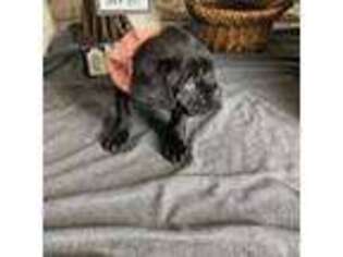 Cane Corso Puppy for sale in Seaside, OR, USA