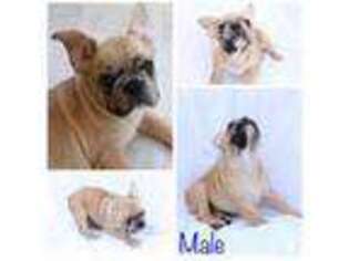 French Bulldog Puppy for sale in Central Point, OR, USA