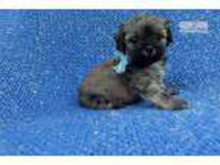 Mal-Shi Puppy for sale in Los Angeles, CA, USA