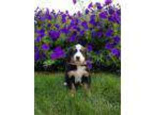 Bernese Mountain Dog Puppy for sale in Apple Creek, OH, USA