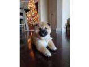 Shiba Inu Puppy for sale in Sahuarita, AZ, USA