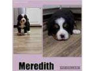 Bernese Mountain Dog Puppy for sale in Huntingtown, MD, USA