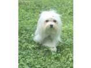 Maltese Puppy for sale in Cedar Bluff, VA, USA