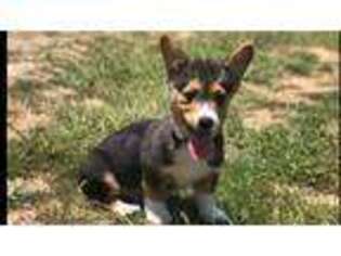 Pembroke Welsh Corgi Puppy for sale in Fredericksburg, VA, USA