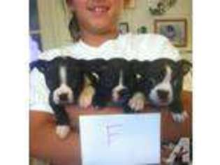 Boston Terrier Puppy for sale in SAN FRANCISCO, CA, USA