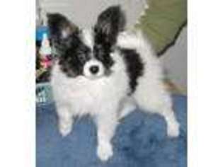 Papillon Puppy for sale in Oakland, OR, USA