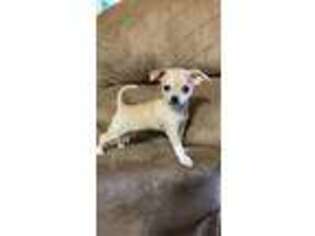 Chihuahua Puppy for sale in Odessa, TX, USA