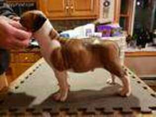 American Bulldog Puppy for sale in Quakertown, PA, USA