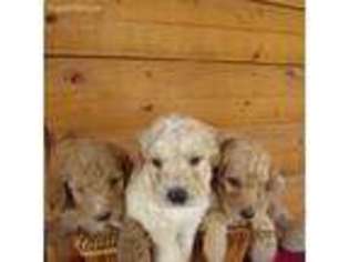 Goldendoodle Puppy for sale in Concordia, KS, USA
