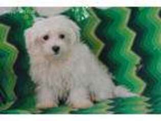 Maltese Puppy for sale in Losantville, IN, USA