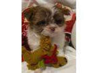 Mi-Ki Puppy for sale in Port Saint Lucie, FL, USA