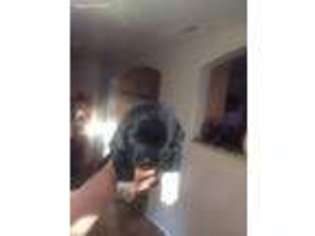 Newfoundland Puppy for sale in La Puente, CA, USA