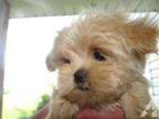 Mutt Puppy for sale in DECKER, MI, USA