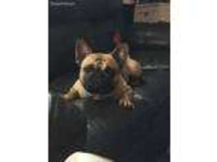 French Bulldog Puppy for sale in Helotes, TX, USA