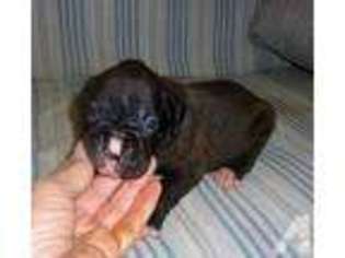 Boxer Puppy for sale in RATTAN, OK, USA