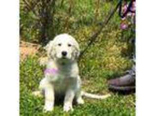 Mutt Puppy for sale in Taylorville, IL, USA