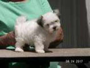 Havanese Puppy for sale in Buffalo, MO, USA
