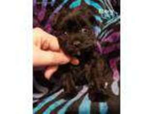 Mutt Puppy for sale in Blum, TX, USA