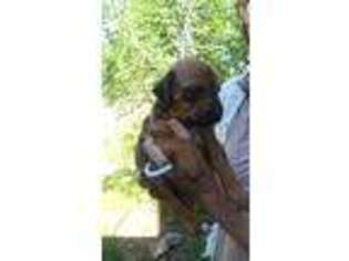 Rhodesian Ridgeback Puppy for sale in Jefferson, WI, USA