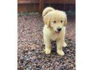 Golden Retriever Puppy for sale in Bloomingdale, IL, USA