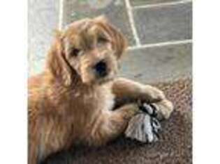 Goldendoodle Puppy for sale in Bay Shore, NY, USA