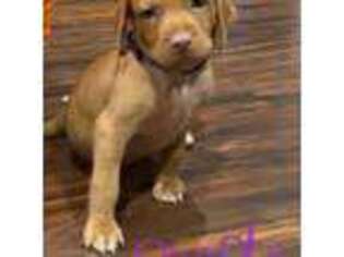 Vizsla Puppy for sale in Rock Island, IL, USA