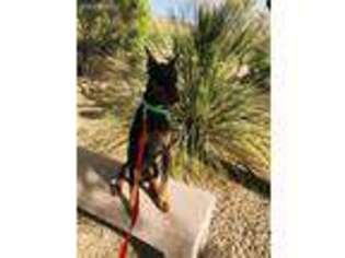 Doberman Pinscher Puppy for sale in Las Vegas, NV, USA