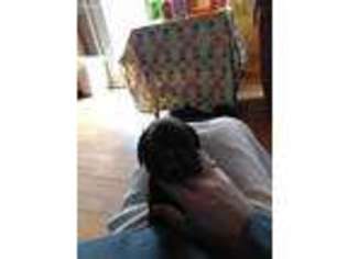 Labradoodle Puppy for sale in Radcliff, KY, USA