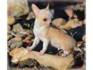 Chihuahua Puppy for sale in Longmont, CO, USA