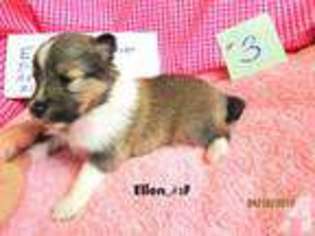 Shetland Sheepdog Puppy for sale in JOHNSON CITY, TX, USA