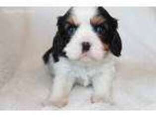 Cavalier King Charles Spaniel Puppy for sale in Glade Hill, VA, USA