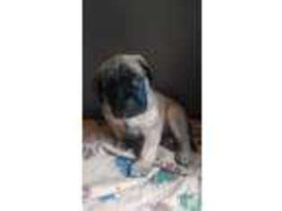 Mastiff Puppy for sale in WELLSTON, OH, USA