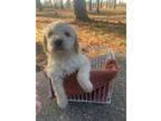 Goldendoodle Puppy for sale in Huntington, TX, USA