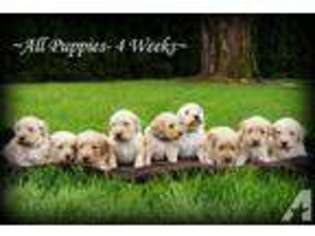 Goldendoodle Puppy for sale in LEBANON, OR, USA