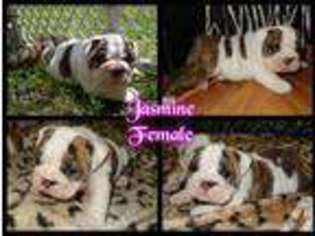 Bulldog Puppy for sale in BROOKINGS, SD, USA