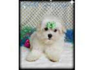 Maltese Puppy for sale in Baxter Springs, KS, USA