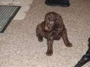 Goldendoodle Puppy for sale in Flint, MI, USA