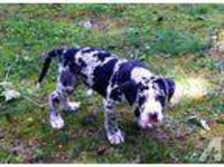 Great Dane Puppy for sale in OLIVER SPRINGS, TN, USA