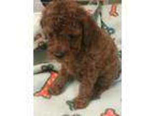 Medium Photo #1 Mutt Puppy For Sale in Pilot Point, TX, USA