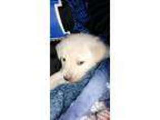 Labrador Retriever Puppy for sale in Frankfort, IL, USA