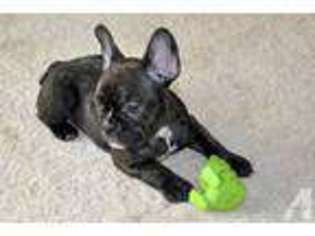 French Bulldog Puppy for sale in FURLONG, PA, USA