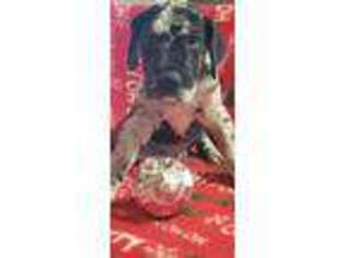 Great Dane Puppy for sale in Columbus Grove, OH, USA
