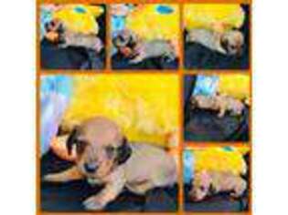 Dachshund Puppy for sale in Crystal River, FL, USA