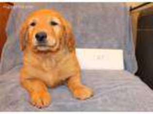 Golden Retriever Puppy for sale in Tacoma, WA, USA